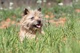 CAIRN TERRIER 222